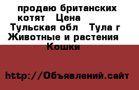продаю британских котят › Цена ­ 4 000 - Тульская обл., Тула г. Животные и растения » Кошки   